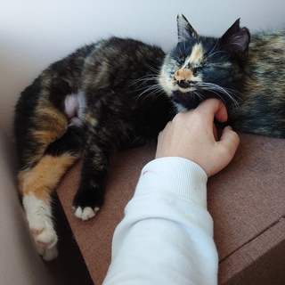 甘えん坊のサビミケの子猫ちゃん 動画あります