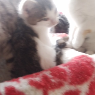 交通費不要お届けします。いけにゃんくんです。