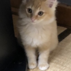 三重県桑名市２月９日(日）第１０３回リトルパウエイド猫の譲渡会