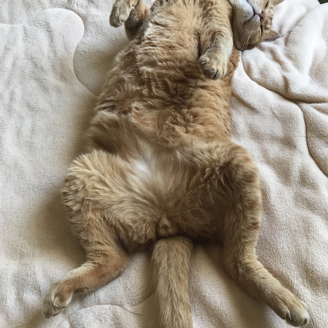 すずきたろうのカバー写真