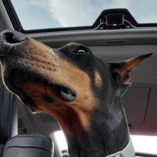 ドーベルマン メス 生後11ヶ月