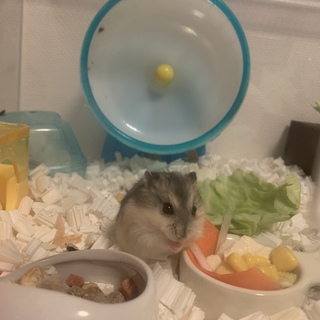 [1月生まれ]ジャンガリアン2匹