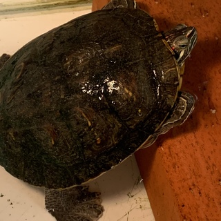 アカミミガメ♂