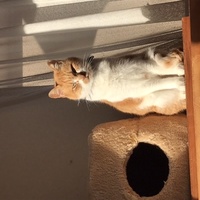 めんま