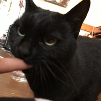 はち