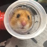 ゆんくま