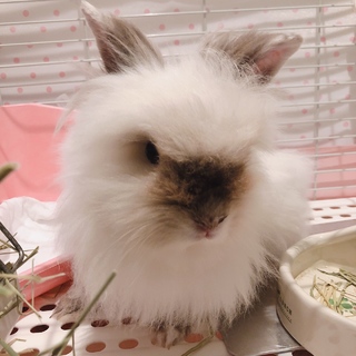 ライオンラビットの女の子です♡