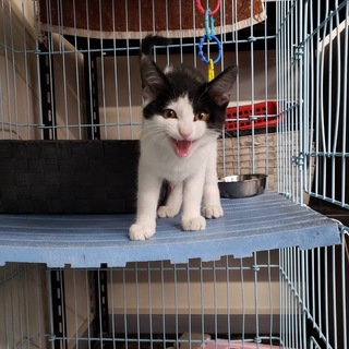 懐っこい『白黒ハチワレの男の子』推定３カ月