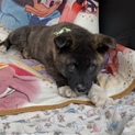 ゴマ柄の可愛い仔犬3