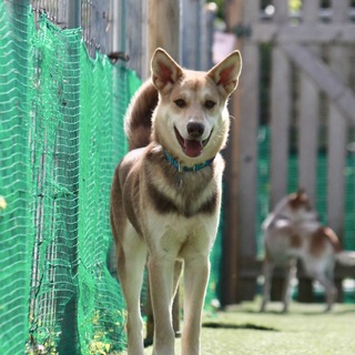 超美犬！ハスキーとシェパードのミックス！？男子