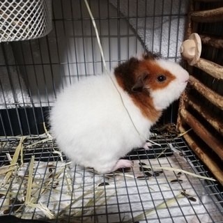 テディーモルモット オス