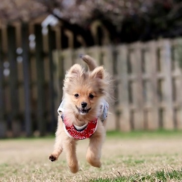 ◆R1.1.22◆〜はじめてのDog run!〜