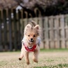 ◆R1.1.22◆〜はじめてのDog run!〜