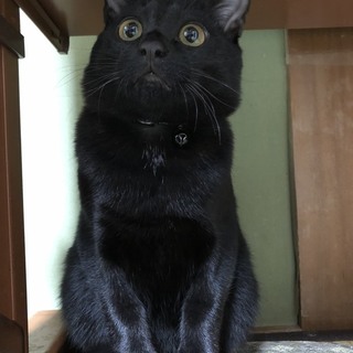【仮名 ミン】オスの黒猫の雑種です！
