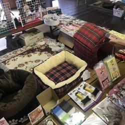 第７回 保護猫譲渡会IN山口県    サムネイル3