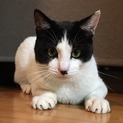 ★長いしっぽが素敵な人なつこいハチワレ君★