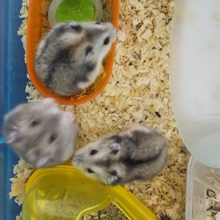 ｼﾞｬﾝｶﾞﾘｱﾝ♂二匹、ﾌﾞﾙｰｻﾌｧｲｱ♀二匹