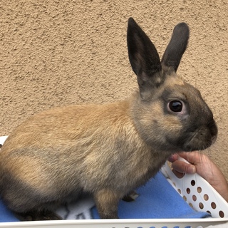 人懐っこい２才♂