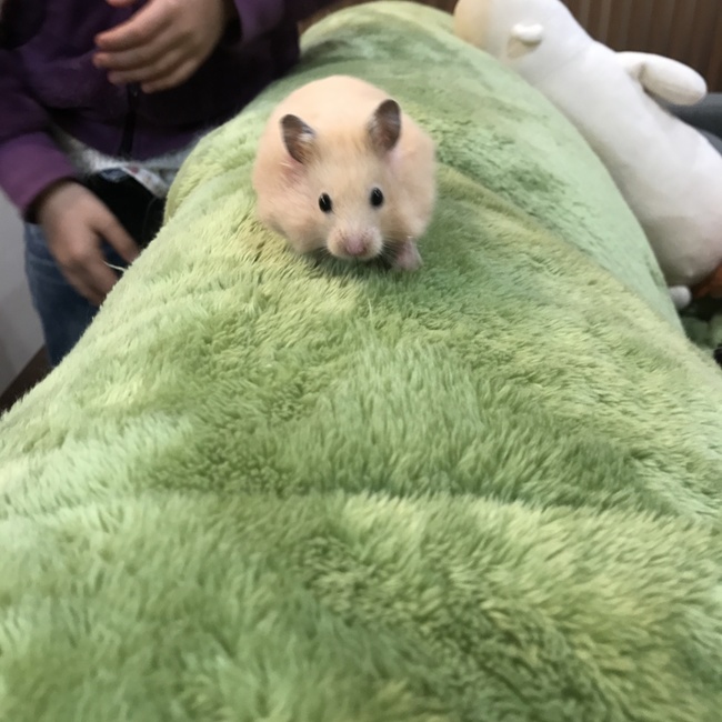 ichieのカバー写真