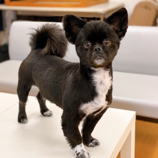 ペキニーズ×チワワ♪ 甘えん坊な５歳 男の子♪