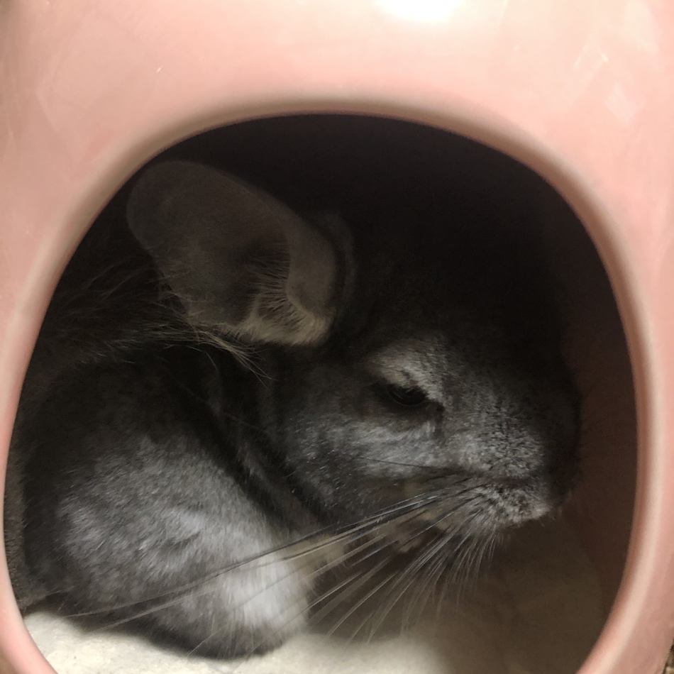 小豆のカバー写真