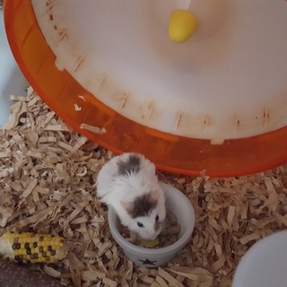 帰国のため里親募集します。(用品も差し上げます)