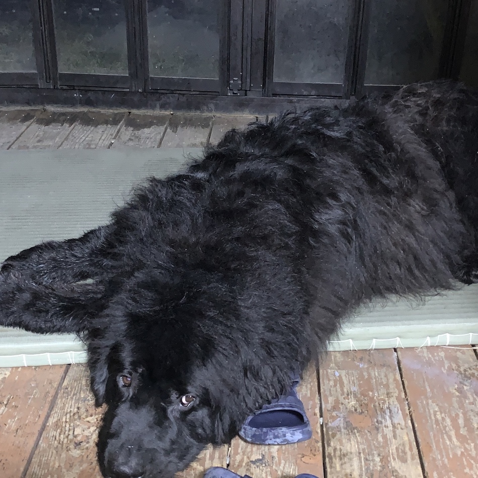 蘭丸のカバー写真