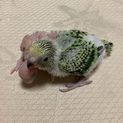 セキセイインコのヒナ　里親募集です