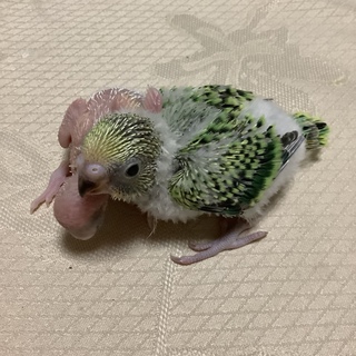 セキセイインコのヒナ　里親募集です