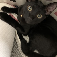 てつ