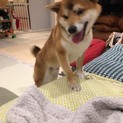 元気！元気すぎるくらいの柴犬こひなたさん