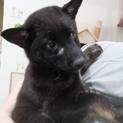 まこもくん(仮)〜かわいい仔犬〜