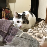 サク
