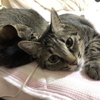 琥珀
