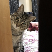 翡翠