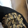 ボールパイソン ノーマル　メス　　嫁候補にぜひ