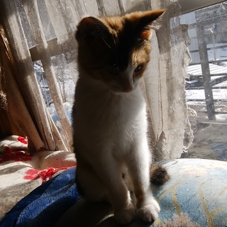 交通費不要お届けします。三毛ニャンです。