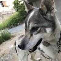 ペコ