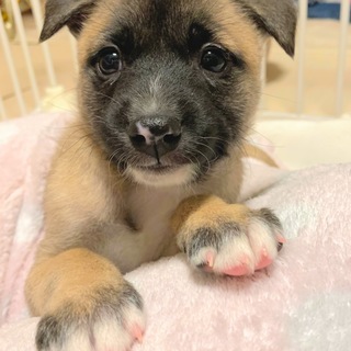 甘えん坊  男の子 ダニエル君