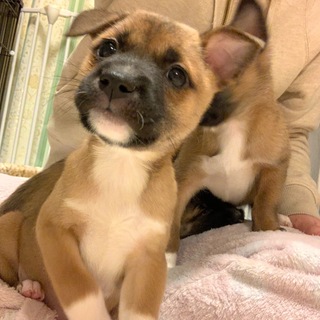 甘えた 女の子 ハーパーちゃん