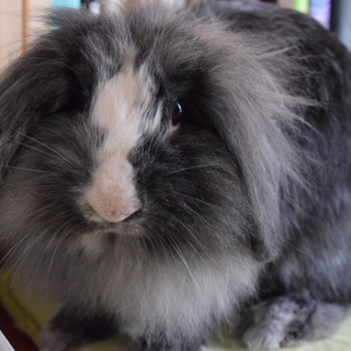 里親決定　保護うさぎグレース【避妊済み】