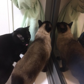 飼っていただける方宜しくお願いします。