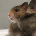 12月生まれのゴールデンハムスター