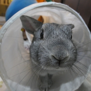 保護うさぎ銀時(ぎんとき)くん