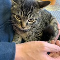 野良の子猫
