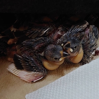 生後2ヶ月手乗り桜文鳥雛１羽(オス)