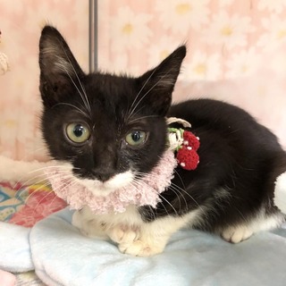 元気いっぱいのはちくん♪里親募集中です！