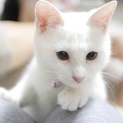 里親決定！美猫！遊ぶの上手な甘えん坊ちゃん！