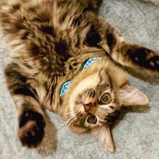 ふわもこ長毛ルイ王子、専属モフ係さん募集中♡