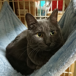 灰色猫のスモオくん
